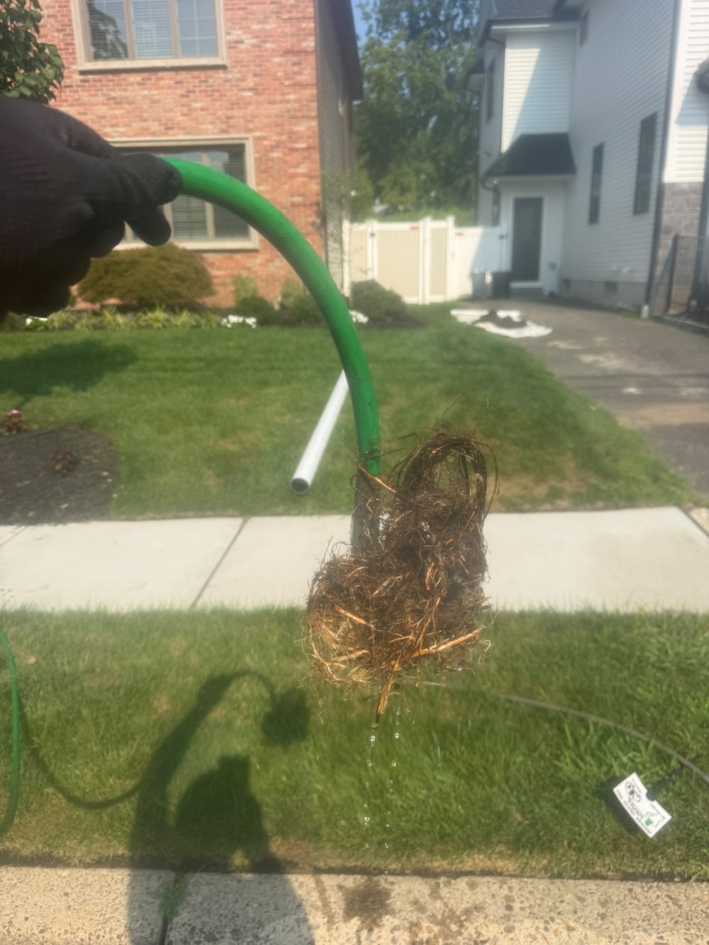 A mass of tree roots pulled out of a drain line and laid on the grass beside the hose.