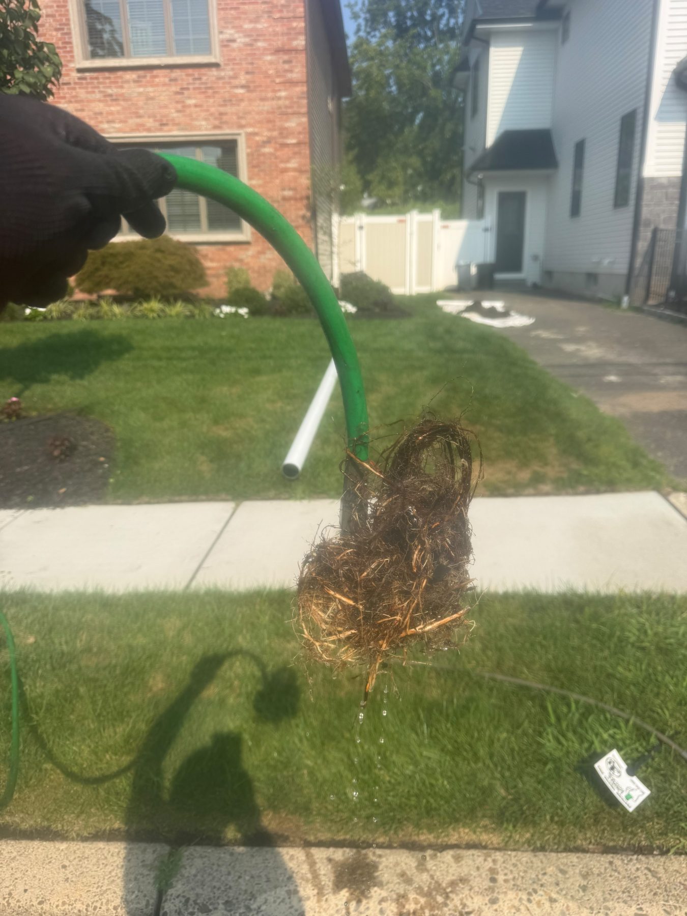 A mass of tree roots pulled out of a drain line and laid on the grass beside the hose.